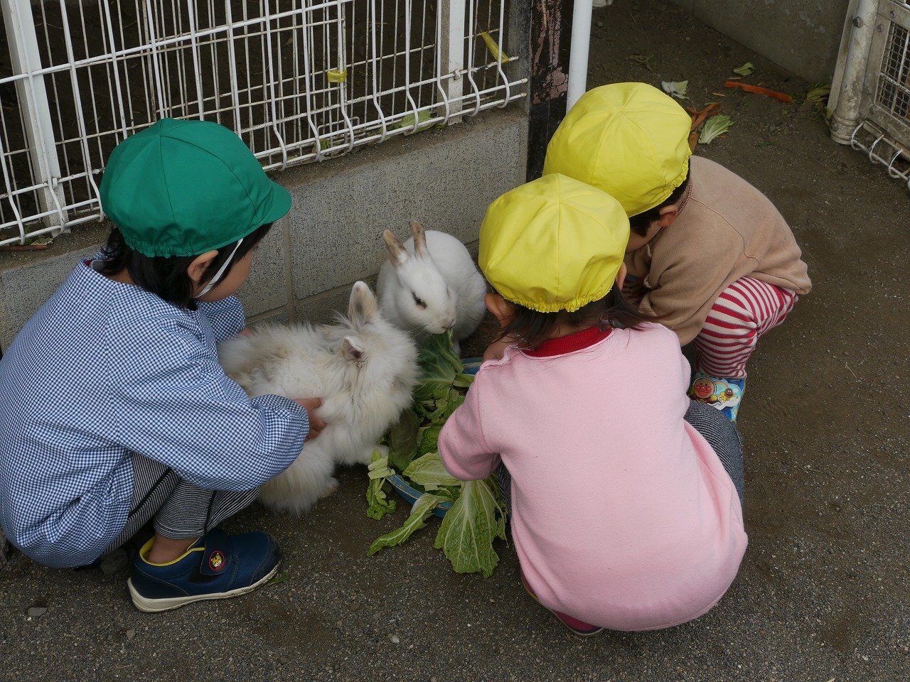 写真：うさぎに餌をあげていることども達