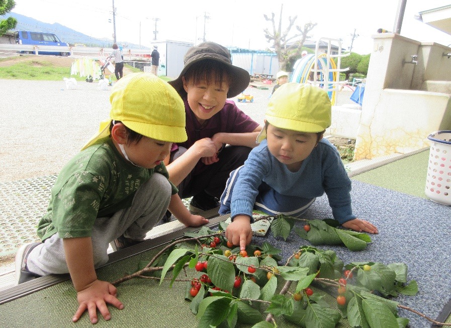 写真：サクランボの集荷